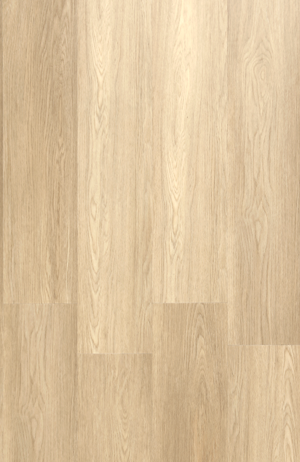 SPC 102 Oak Sapling